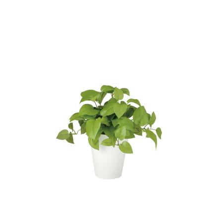 【人工観葉植物】東花/Stylish Green ライムポトス ブッシュ/99307