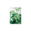 【人工観葉植物】東花/Stylish Green ミニマーブルポトス/91467