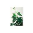 【人工観葉植物】東花/Stylish Green ハリソンアイビー/91496