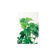 【人工観葉植物】東花/Stylish Green シサス R/91492
