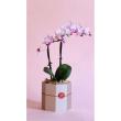 FourSeasons/梅水引木製花器八角/MN-025GL