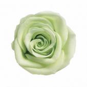 【プリザーブド】アムール・デ・フルール/ヴェルメイユ　アイネスシスター　8輪入り ライムグリーン/PR641-24