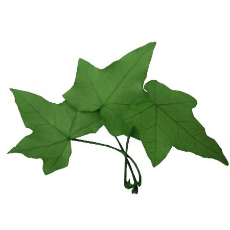 プリザーブド 南原農園 アイビーピッツバーグ リーフ ライトグリーン7g 約30 40枚 通販 はなどんやアソシエ