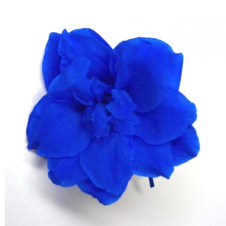 プリザーブド 南原農園 デルフィニウム 8輪 ブルー 通販 はなどんやアソシエ