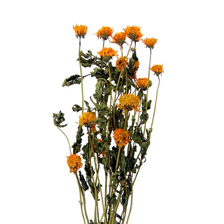 特価◎即日★【ドライ】コアトレーディング/姫ヒマワリ ナチュラル/17190