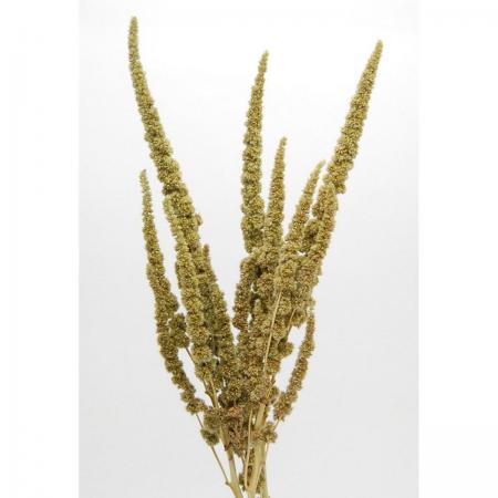 特価◎即日★【ドライ】コアトレーディング/アマランサス ナチュラルグリーン/17242