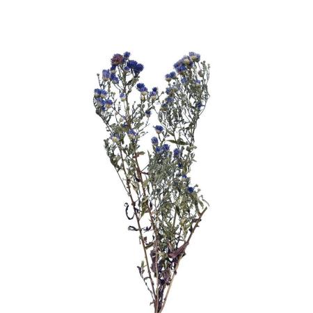 特価◎即日★【ドライ】コアトレーディング/クジャクアスター ナチュラルブルー/17163