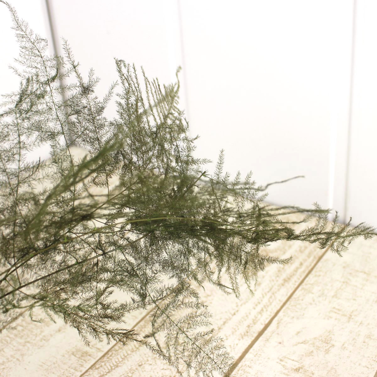 プリザーブド コアトレーディング アスパラガス 約3本 グリーン プリザーブド 通販 はなどんやアソシエ プリザーブド コアトレーディング アスパラガス 約3本 グリーン プリザーブド 通販 はなどんやアソシエ