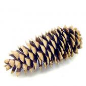 シュガーパイン 様 ★★★専用出品★★★ ドライ】コアトレーディング/シュガーパインコーン 約25〜40cm