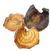 【ドライ】コアトレーディング/キノコ・大 6個 ナチュラル/30300