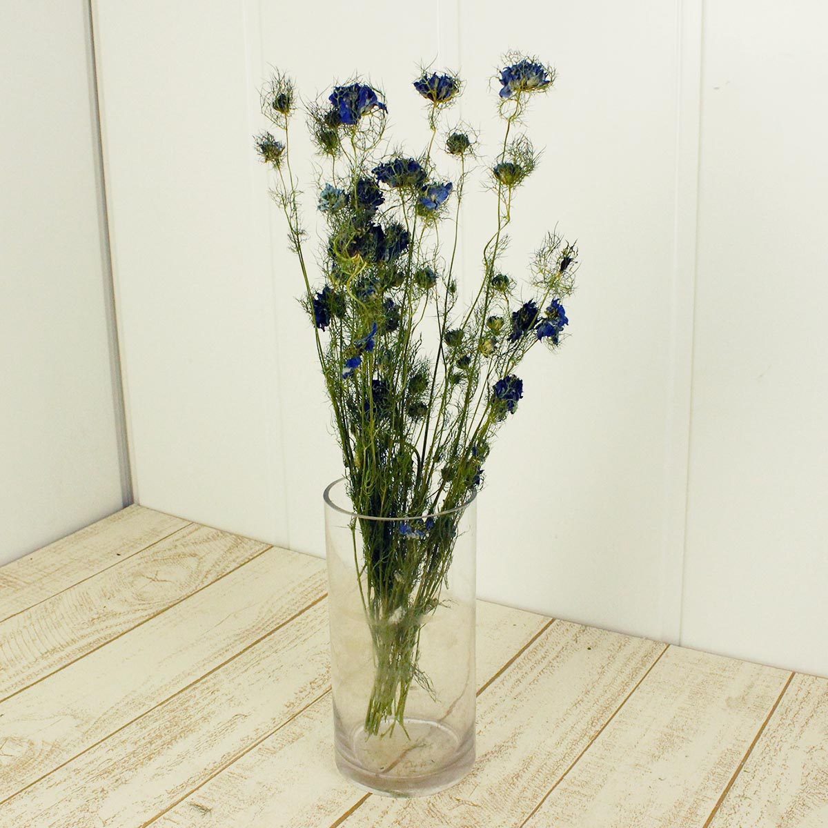 ドライ コアトレーディング ニゲラ フラワー ナチュラルブルー 約g 通販 はなどんやアソシエ ドライ コアトレーディング ニゲラ フラワー ナチュラルブルー 約g 通販 はなどんやアソシエ