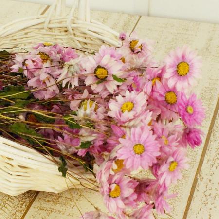 特価◎即日★【ドライ】コアトレーディング/ローダンセ ナチュラルピンク/17519