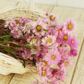 【ドライ】コアトレーディング/ローダンセ ナチュラルピンク/17519