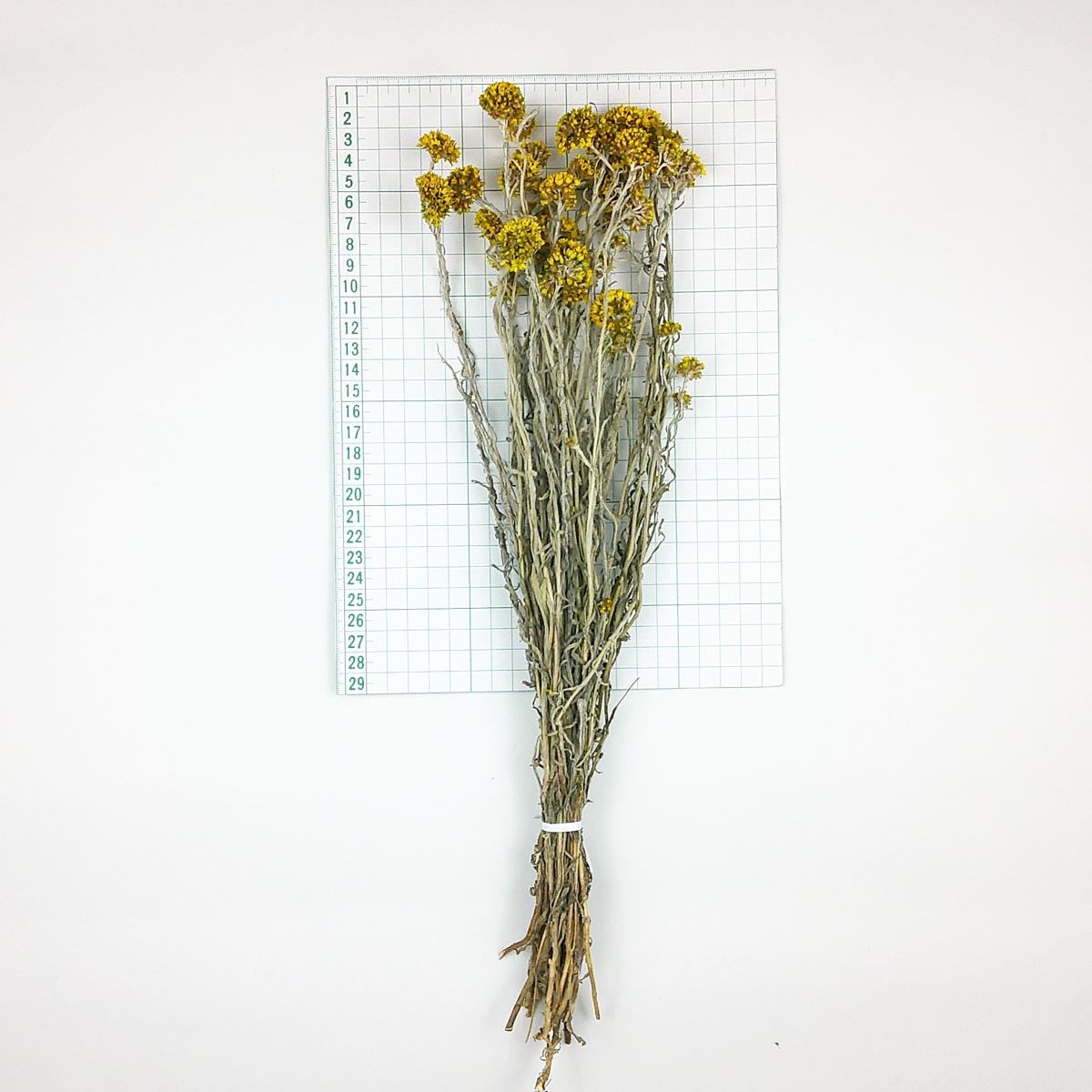 即日☆【ドライ】コアトレーディング/サンフォルディ ナチュラル