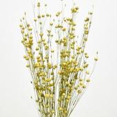 ドライ】コアトレーディング/フラックス・ドライ ナチュラル/17406