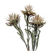 【ドライ】コアトレーディング/プルモーサム・シングルヘッド ナチュラル/17614