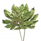 【ドライ】コアトレーディング/ヤツデ・プレス ナチュラル/17638