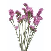 【ドライ】コアトレーディング/スターチス・チェルシア 約7-12g/17352