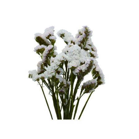 特価◎即日★【ドライ】コアトレーディング/スターチス・ブレンドカラー ホワイト系/17426