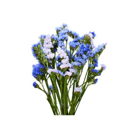 特価◎即日★【ドライ】コアトレーディング/スターチス・ブレンドカラー ブルー系/17427