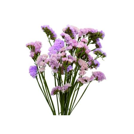 特価◎即日★【ドライ】コアトレーディング/スターチス・ブレンドカラー ソフトピンク系/17429