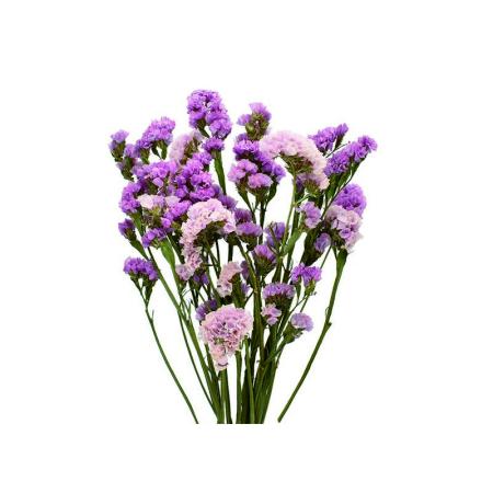 特価◎即日★【ドライ】コアトレーディング/スターチス・ブレンドカラー ダークピンク系/17430