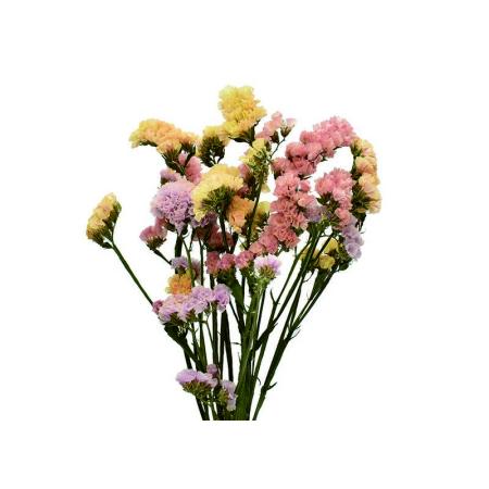 特価◎即日★【ドライ】コアトレーディング/スターチス・ブレンドカラー イエロー&オレンジ系/17431