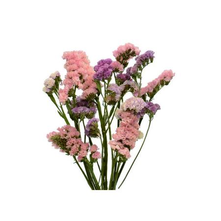 特価◎即日★【ドライ】コアトレーディング/スターチス・ブレンドカラー オレンジ系/17432