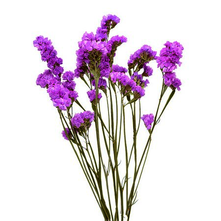 【ドライ】コアトレーディング/スターチス・2326A ダークピンク系/17440