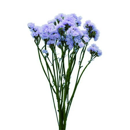 特価◎即日★【ドライ】コアトレーディング/スターチス・スモーキーブルー ライトブルー系/17439