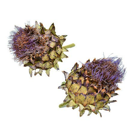 即日★【ドライ】コアトレーディング/アーティーチョークヘッド ナチュラル/30400