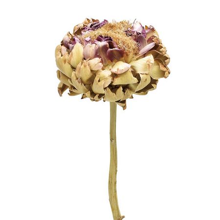 即日★【ドライ】コアトレーディング/アーティーチョーク・大 ナチュラル/18863