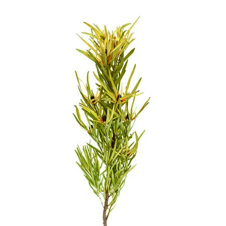 特価◎即日★【ドライ】コアトレーディング/LDユーカリプティフォリウム ナチュラル/17433