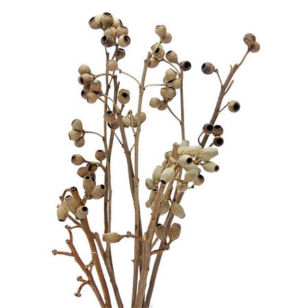 特価◎即日★【ドライ】コアトレーディング/ユーカリクラスター・ブランチ ナチュラル/18836