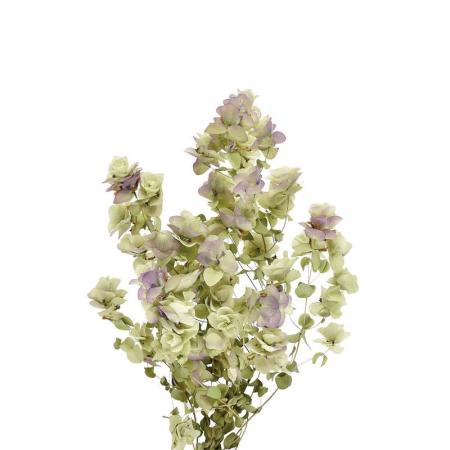 特価◎即日★【ドライ】コアトレーディング/オレガノ・ケントビューティー ナチュラル/17147