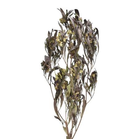 特価◎即日★【ドライ】コアトレーディング/ドドネア ナチュラル/17739