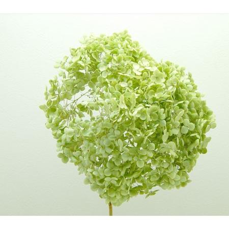 特価◎即日★【ドライ】コアトレーディング/グリーンアナベル・ミニ ナチュラルグリーン/17174