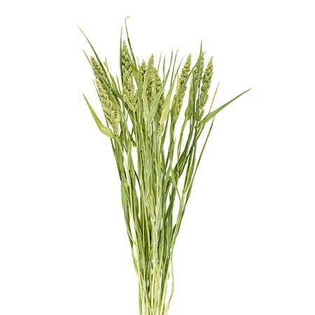 特価◎即日★【ドライ】コアトレーディング/ダルマヒエ ナチュラル/17444