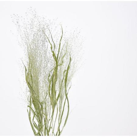 特価◎即日★【ドライ】コアトレーディング/スモークグラス ナチュラル/17070