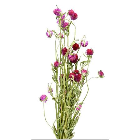 特価◎即日★【ドライ】コアトレーディング/センニチコウ ナチュラルストロベリー/17019