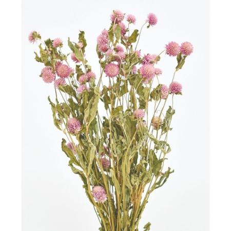 特価◎即日★【ドライ】コアトレーディング/センニチコウ ナチュラルピンク/17020