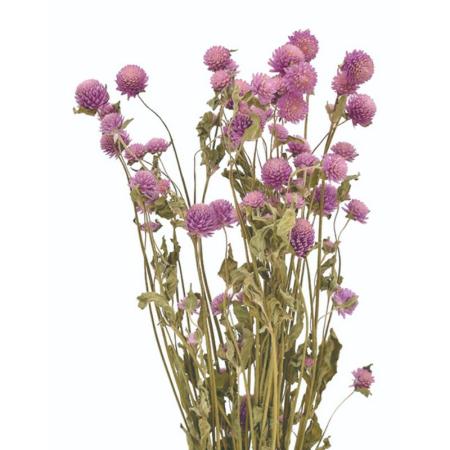 特価◎即日★【ドライ】コアトレーディング/センニチコウ ナチュラルライラック/17022