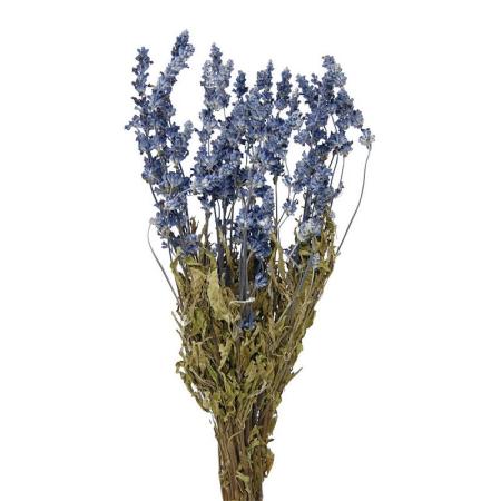 特価◎即日★【ドライ】コアトレーディング/ブルーサルビア ナチュラル/17014