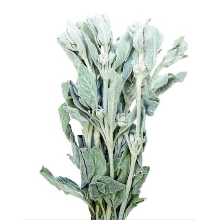 特価◎即日★【ドライ】コアトレーディング/ラムズイヤー ナチュラル/17083