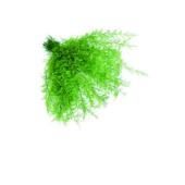 【プリザーブド】コアトレーディング/エアーファーン・海藻 ライトグリーン/10291