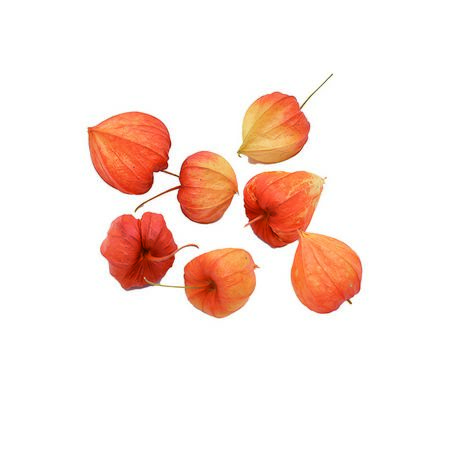 特価◎即日★【ドライ】コアトレーディング/ほおずきの実 ナチュラル/30398