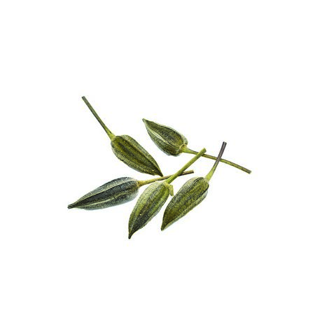 特価◎即日★【ドライ】コアトレーディング/花おくら ヘッド ナチュラル/30397