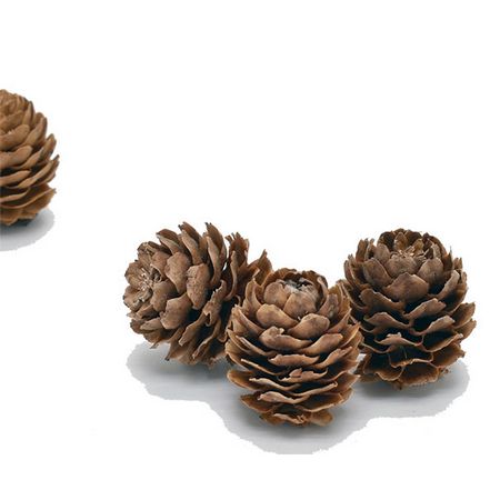 特価◎即日★【ドライ】コアトレーディング/デコラム ナチュラル/18815