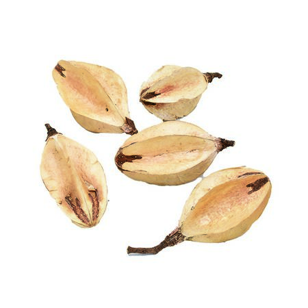 特価◎即日★【ドライ】コアトレーディング/リリー・コア ナチュラル/30395