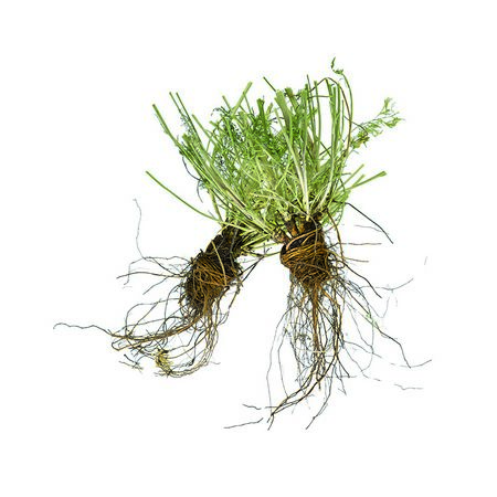 特価◎即日★【ドライ】コアトレーディング/ニゲラの根っこ ナチュラル/30393